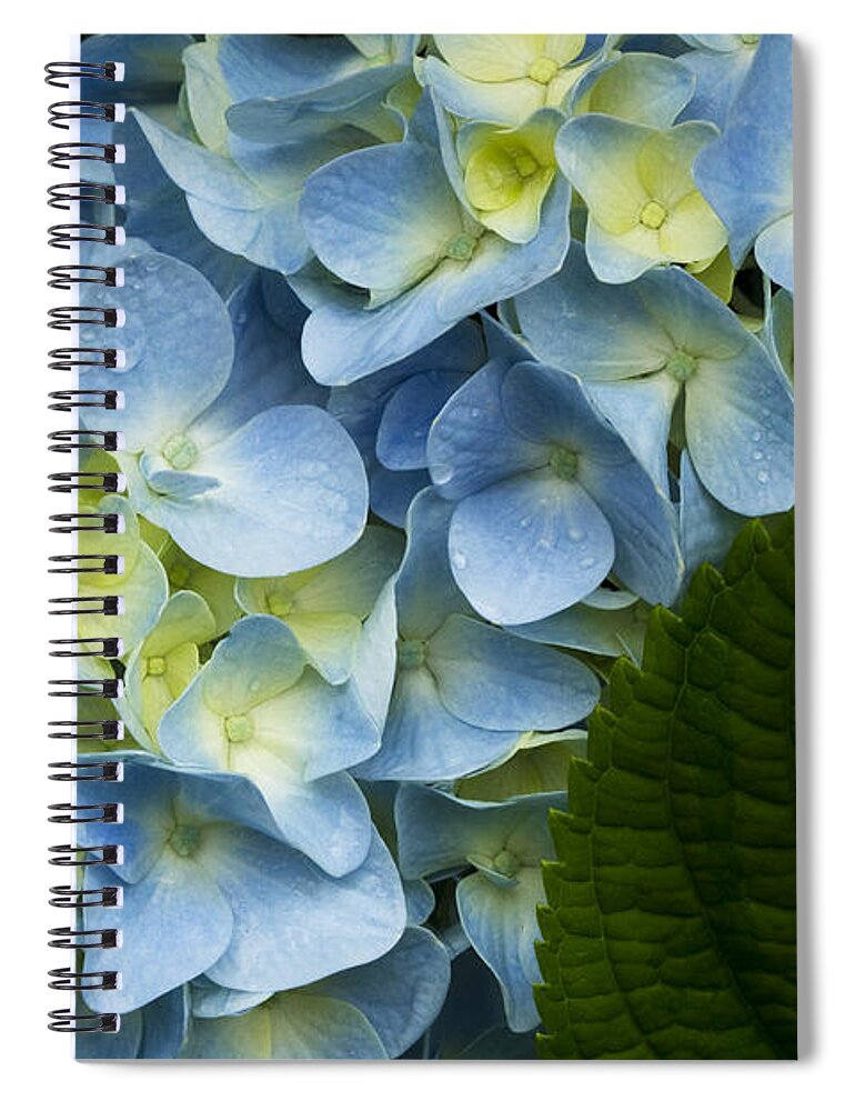 Hydrangea Spiral Notebook featuring the photograph After The Rain by Carrie Cranwill