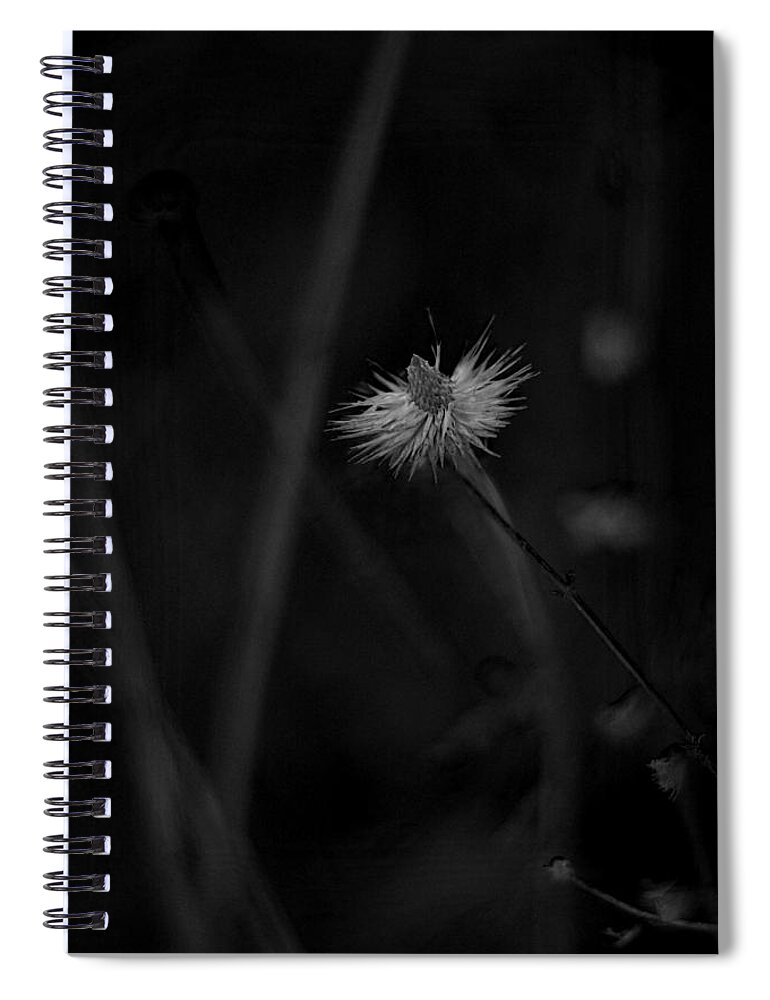 Echinacea Spiral Notebook featuring the photograph Afterword by Rebecca Sherman