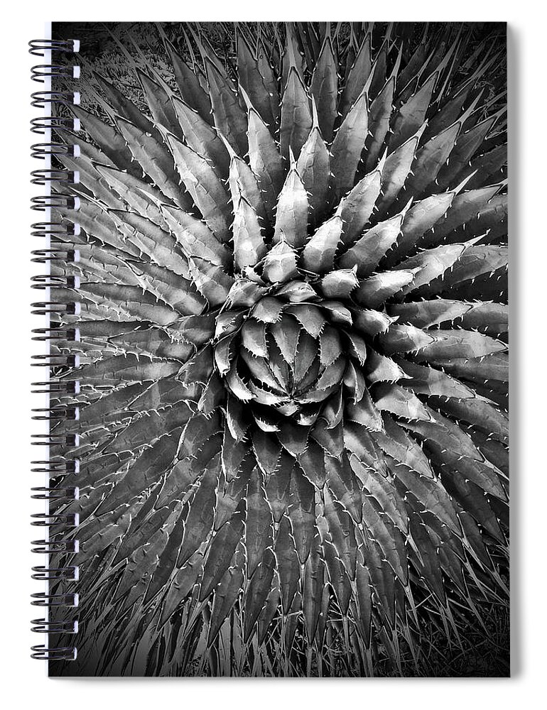 Agave Spiral Notebook featuring the photograph Agave Spikes Black and White by Alan Socolik