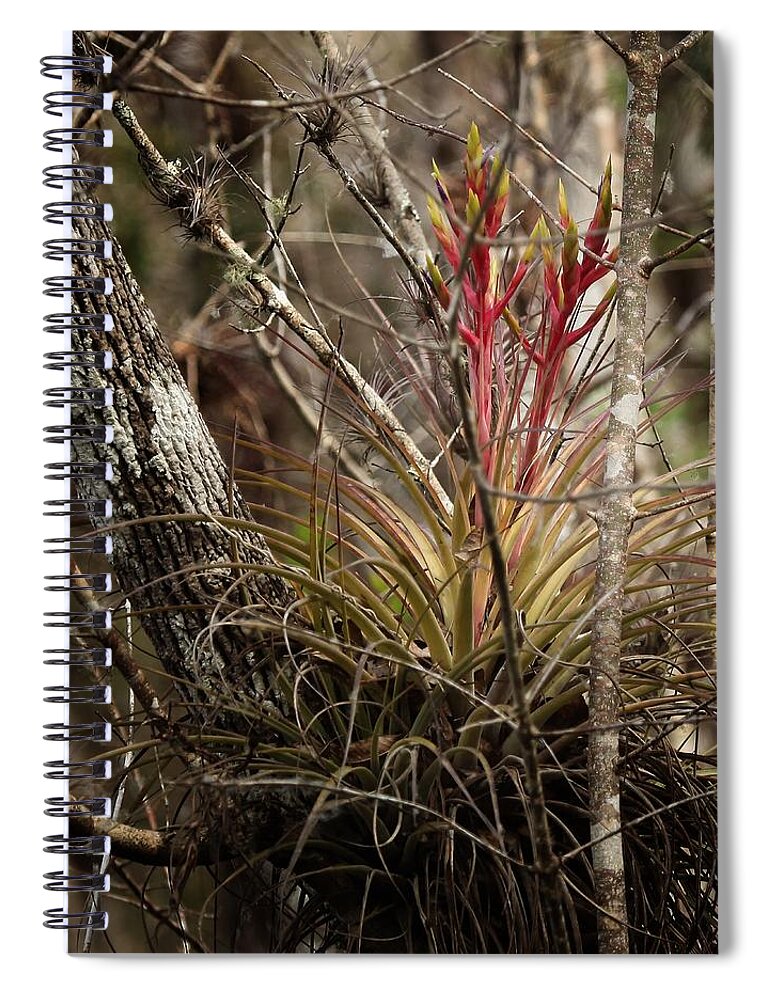 Bromeliad Spiral Notebook featuring the photograph Air plant by Joseph G Holland