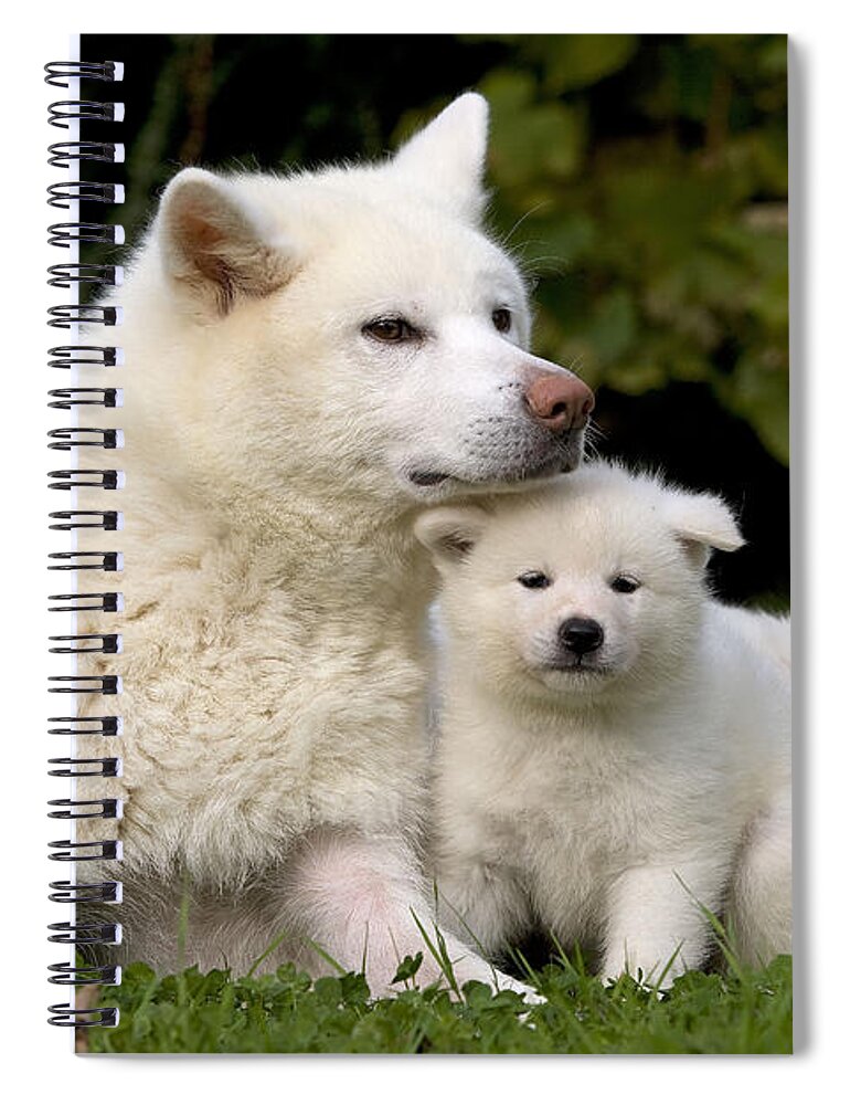 Dog Spiral Notebook featuring the photograph Akita Inu Dog And Puppy by Jean-Michel Labat