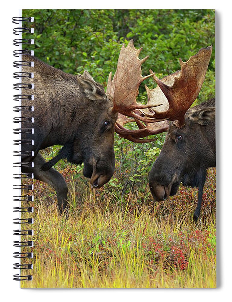 00427711 Spiral Notebook featuring the photograph Alaska Moose Bulls Sparring Denali N P by Yva Momatiuk John Eastcott