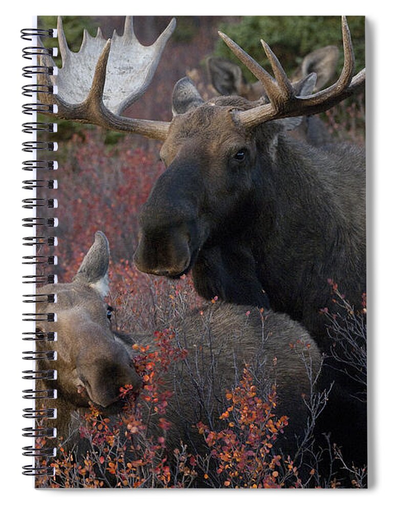 530760 Spiral Notebook featuring the photograph Alaskan Moose And Calf Feeding by Michael Quinton