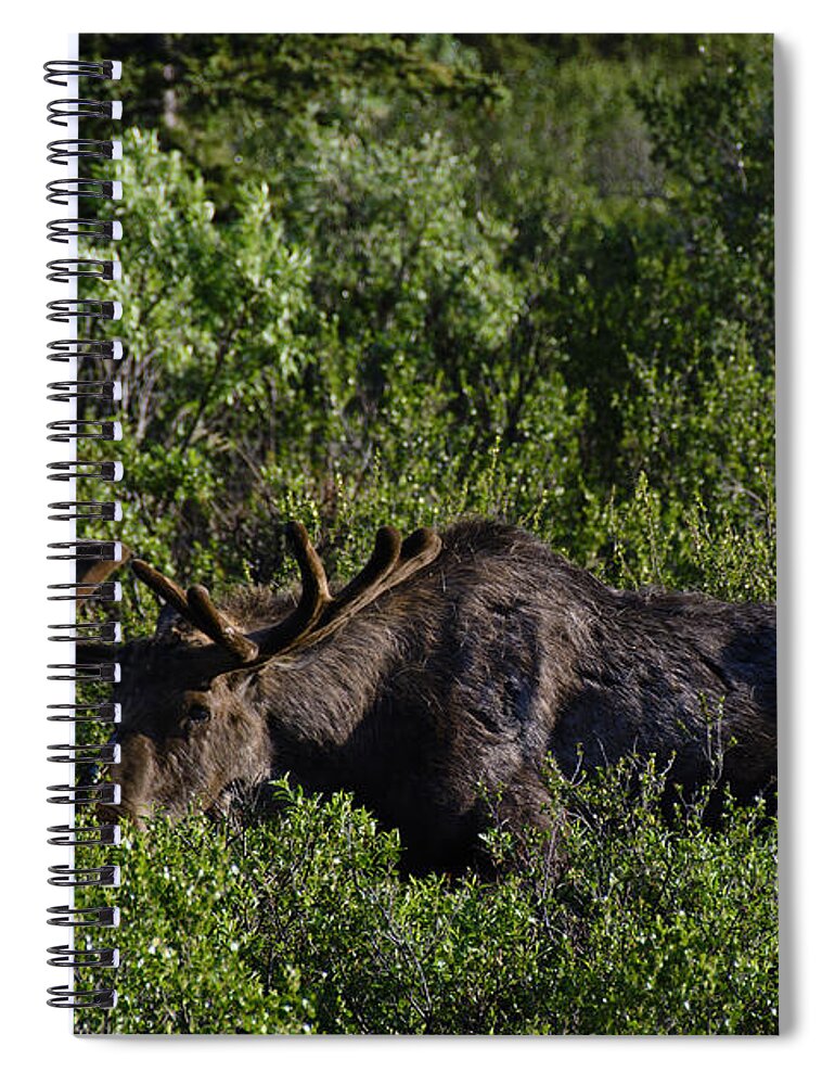 Penny Lisowski Spiral Notebook featuring the photograph Alaskan Moose II by Penny Lisowski