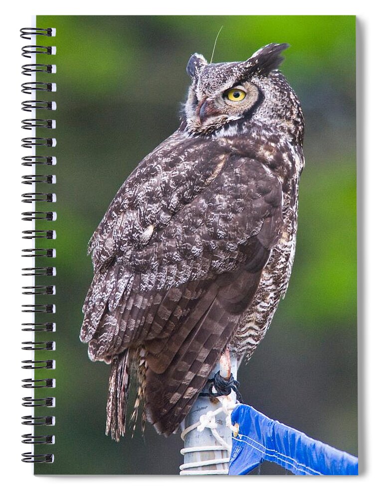 Wildlife Spiral Notebook featuring the digital art Alaskan Owl by National Park Service