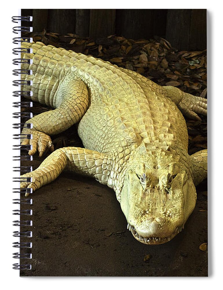  Spiral Notebook featuring the photograph Albino Alligator by Bill Barber