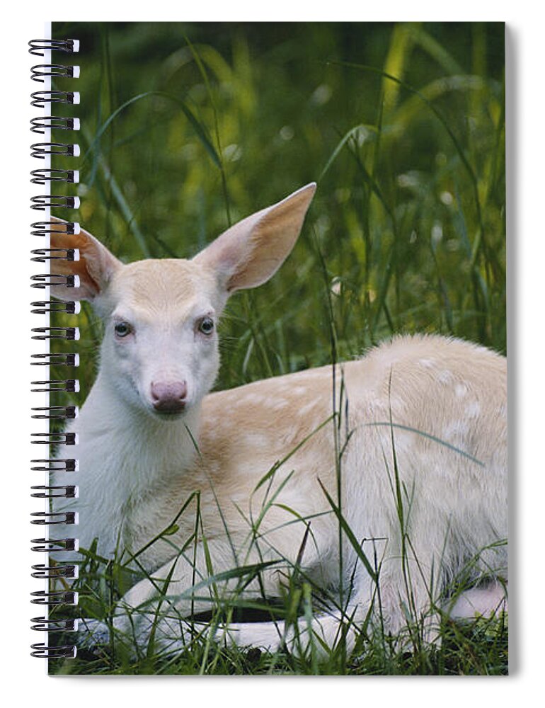 Albinic Spiral Notebook featuring the photograph Albino White-tailed Deer Fawn by Thomas And Pat Leeson