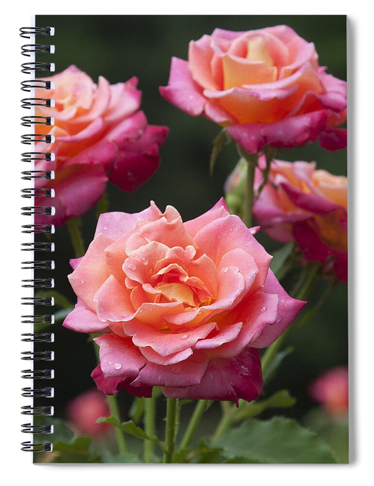 Flowers Spiral Notebook featuring the photograph All-America Roses by Penny Lisowski