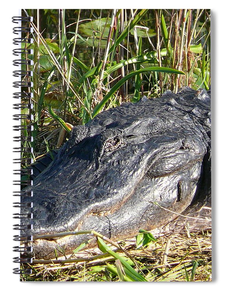 Alligator Spiral Notebook featuring the photograph Alligator by Amanda Mohler