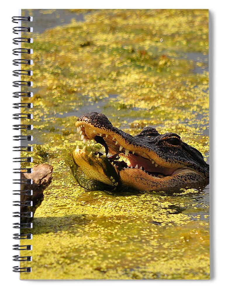 Alligator Spiral Notebook featuring the photograph Alligator Ambush by Al Powell Photography USA