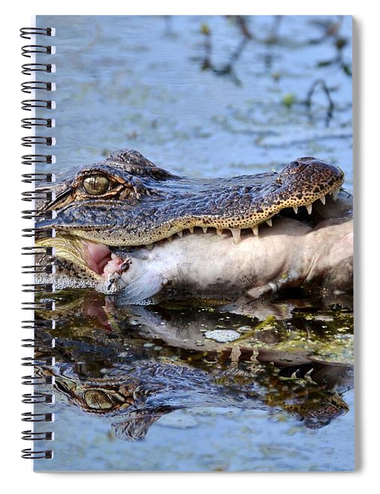 Alligator Spiral Notebook featuring the photograph Alligator Catches Catfish by Kathy Baccari