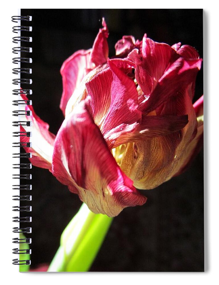 Flowers Spiral Notebook featuring the photograph Almost Faded Away 4 by Rosita Larsson