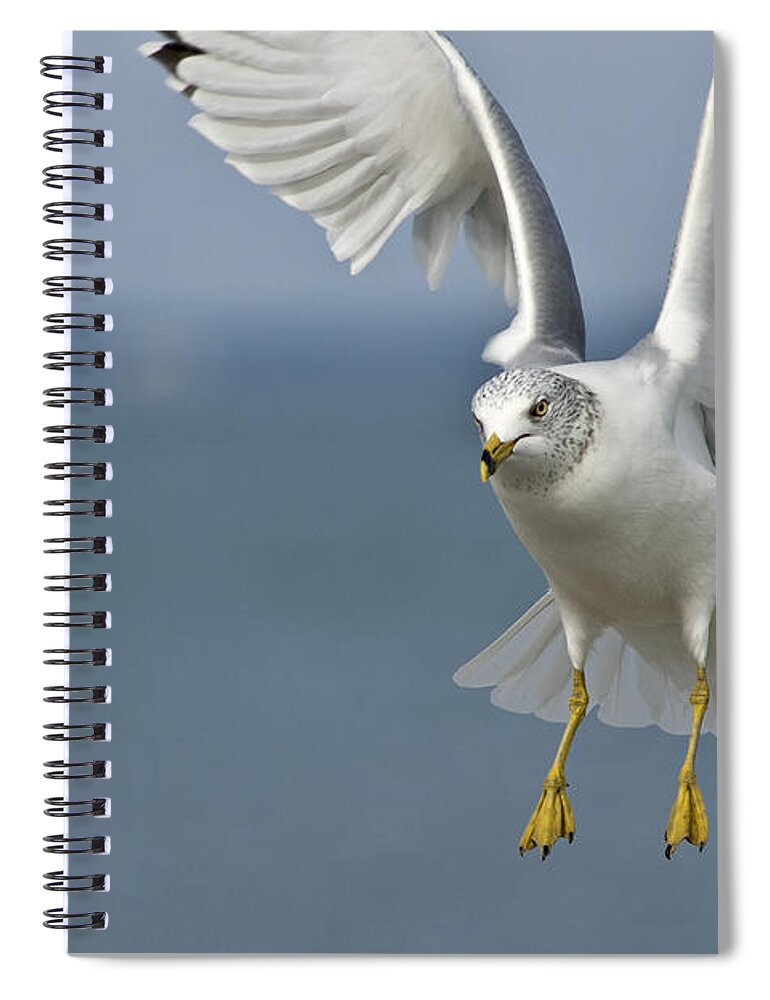 Gull Spiral Notebook featuring the photograph Aloft by Carol Erikson
