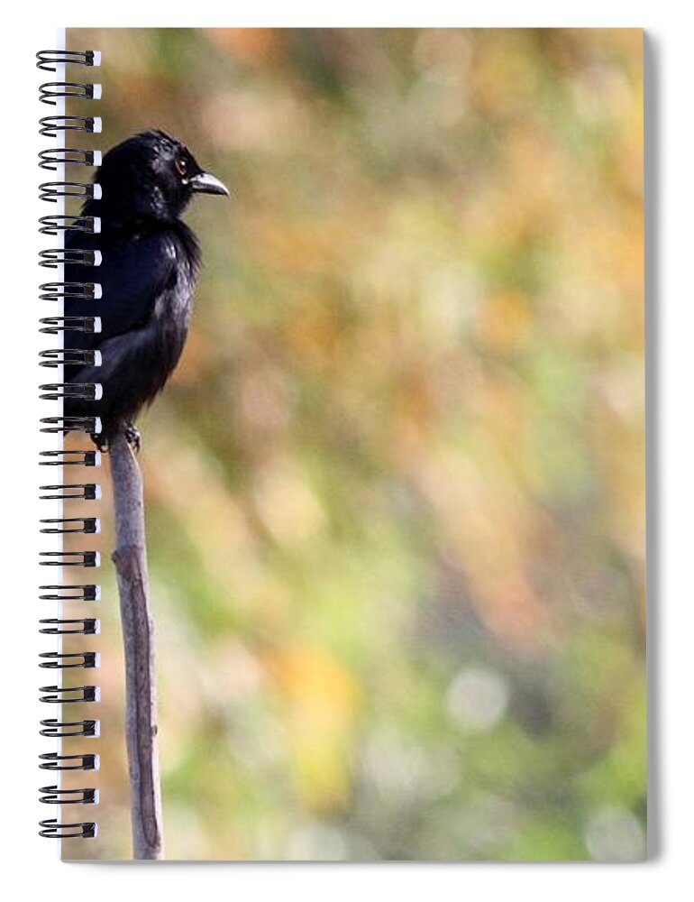 Black Drongo Spiral Notebook featuring the photograph Alone - Black Drongo by Ramabhadran Thirupattur