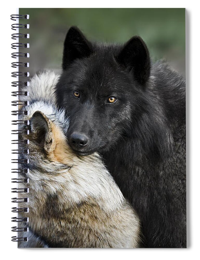 Alpha Couple Spiral Notebook featuring the photograph Alpha Couple by Wes and Dotty Weber