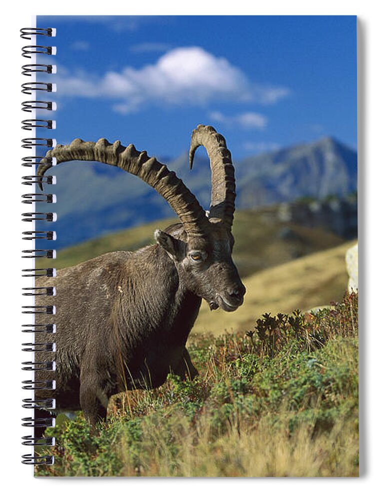 00198365 Spiral Notebook featuring the photograph Alpine Ibex Capra Ibex Male With Swiss by Konrad Wothe