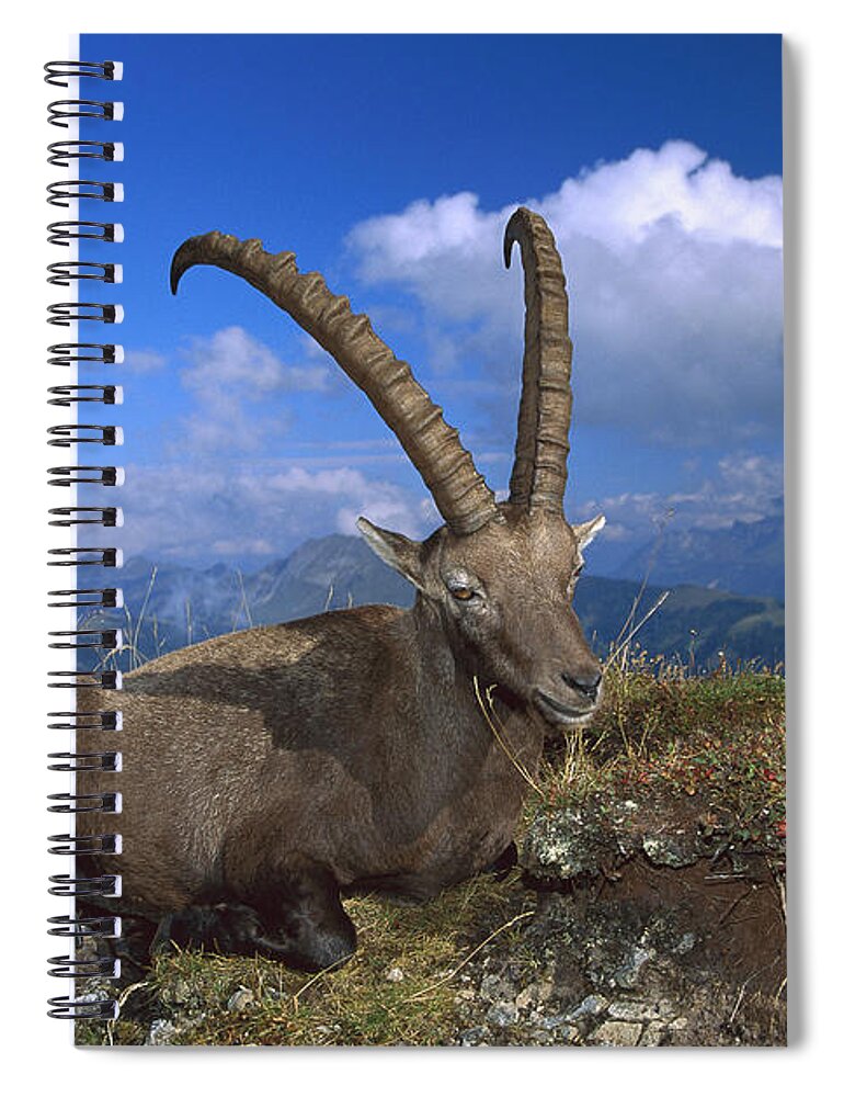 Feb0514 Spiral Notebook featuring the photograph Alpine Ibex Males In The Swiss Alps by Konrad Wothe