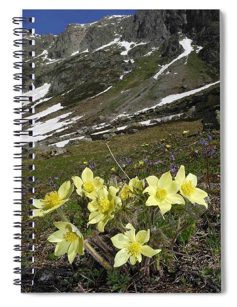 Feb0514 Spiral Notebook featuring the photograph Alpine Pasque Flower Swiss Alps by Thomas Marent