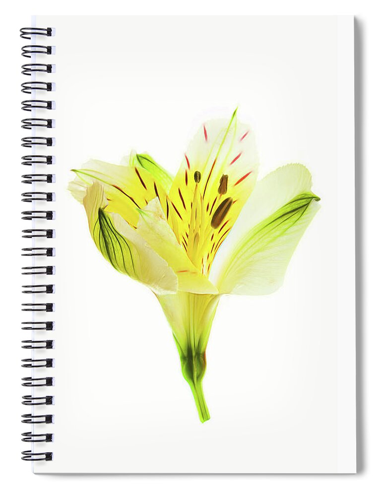 Photography Spiral Notebook featuring the photograph Alstroemeria Flowers Against White by Panoramic Images
