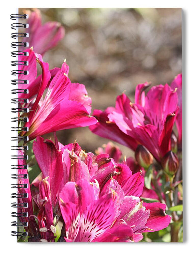 Alstroemeria Spiral Notebook featuring the photograph Alstroemeria Flowers by Jeanne White
