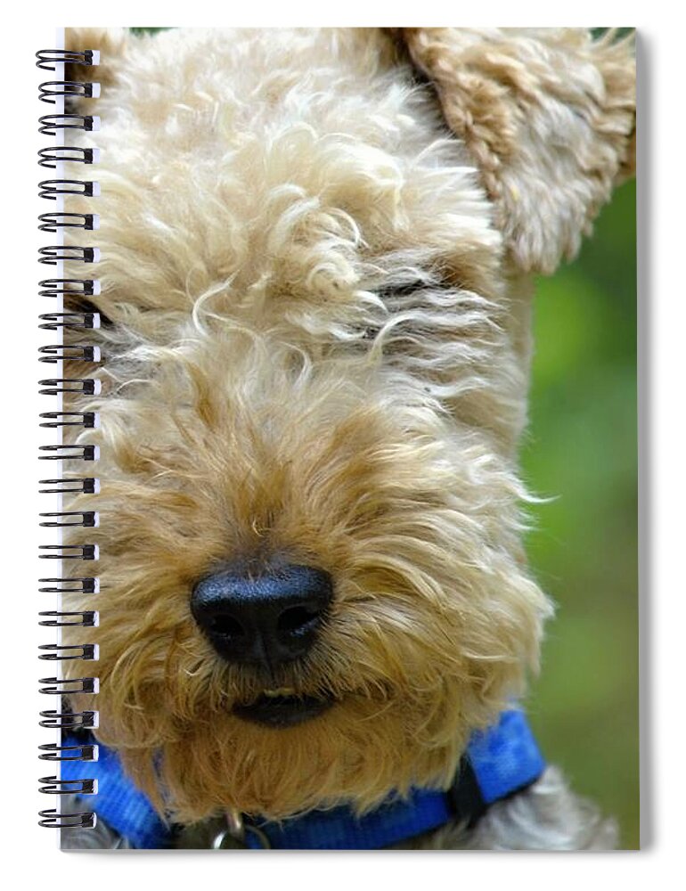 Terrier Spiral Notebook featuring the photograph Cute Terrier photo by Marysue Ryan