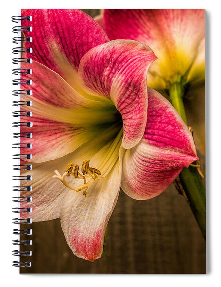 Art Prints Spiral Notebook featuring the photograph Amaryllis Blooms by Dave Bosse