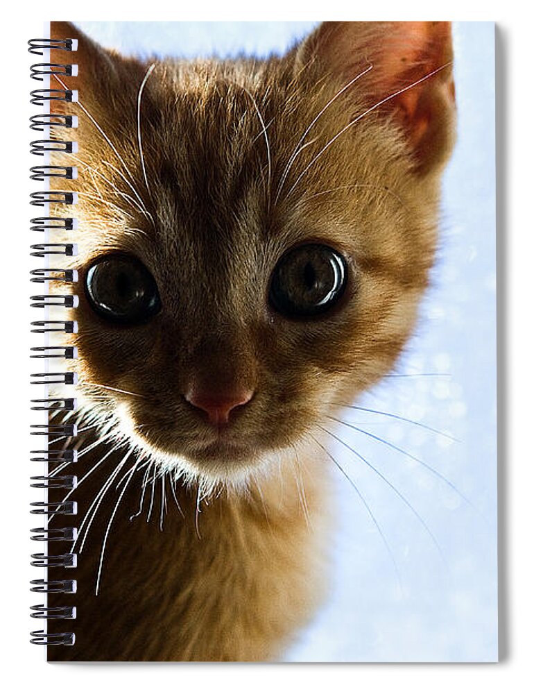 Cat Spiral Notebook featuring the photograph Amazed by Jorge Maia