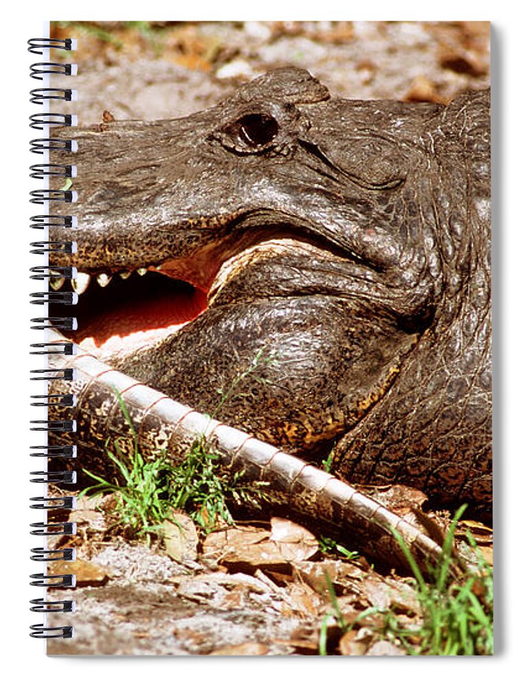 American Alligator Eating Younger Gator Spiral Notebook
