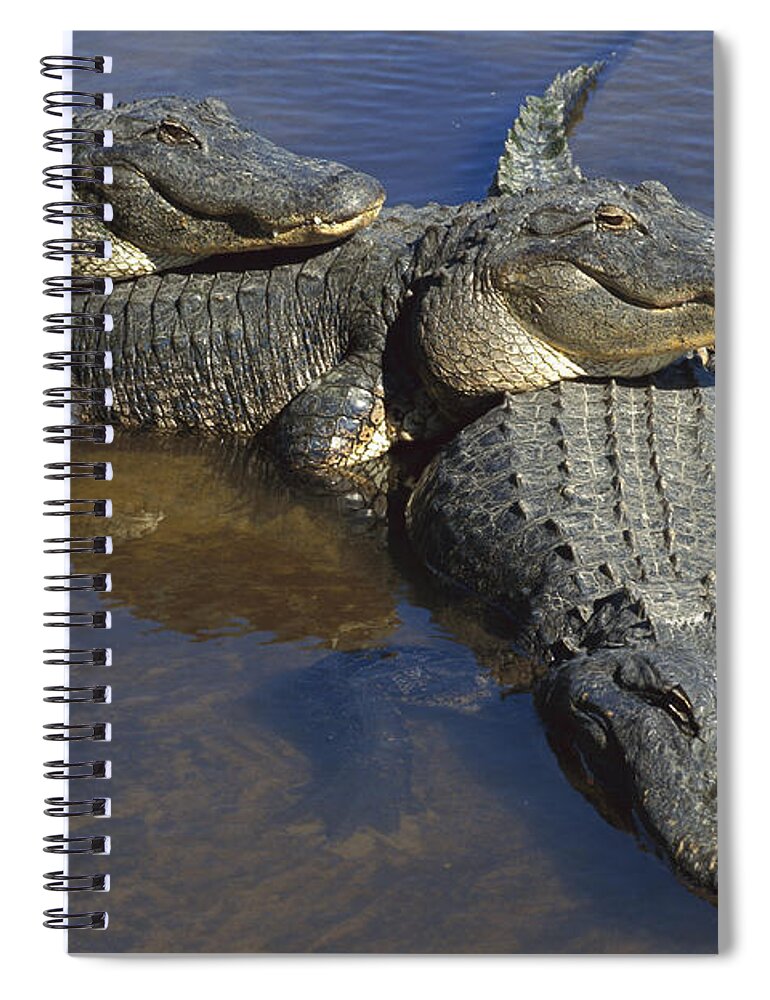 Feb0514 Spiral Notebook featuring the photograph American Alligators In Shallows Florida by Heidi & Hans-Juergen Koch