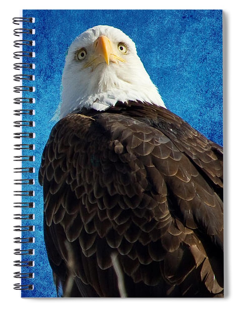 Bald Eagle Spiral Notebook featuring the photograph American Bald Eagle Blues by James BO Insogna