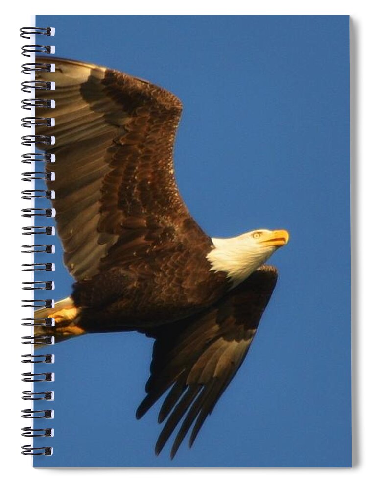 American Spiral Notebook featuring the photograph American Bald Eagle Close-ups over Santa Rosa Sound with Blue Skies by Jeff at JSJ Photography