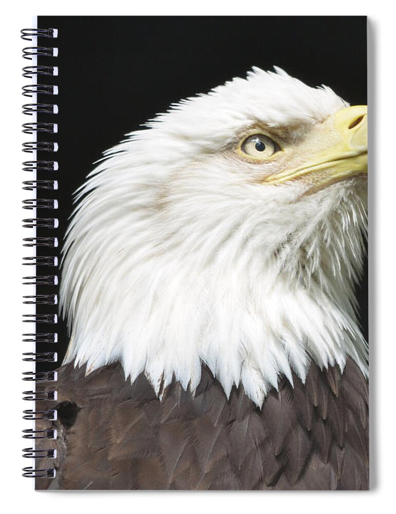 Eagle Spiral Notebook featuring the photograph American Bald Eagle Profile by Richard Bryce and Family