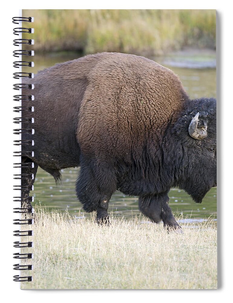 American Spiral Notebook featuring the photograph American Bison on the Madison River by Gary Langley