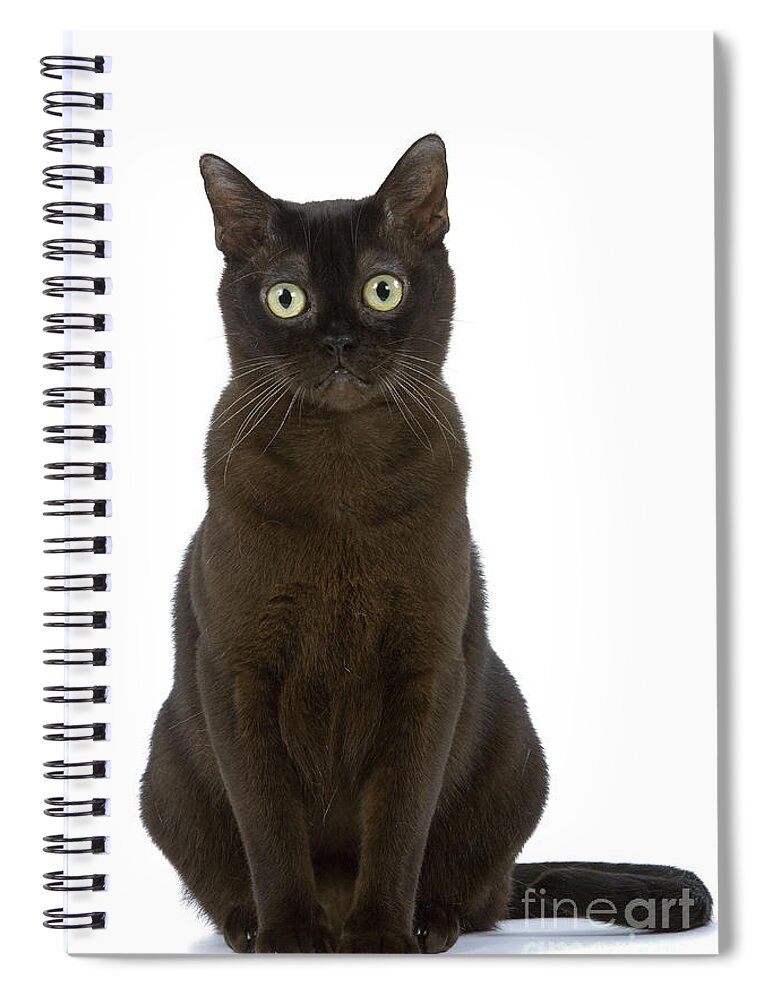 Cat Spiral Notebook featuring the photograph American Burmese Cat by Jean-Michel Labat