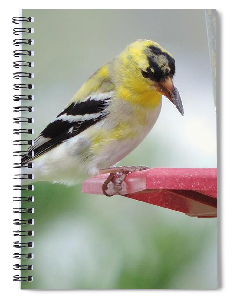 American Goldfinch Birds Spiral Notebook featuring the photograph American Goldfinch at the Feeder 03 by Robert ONeil