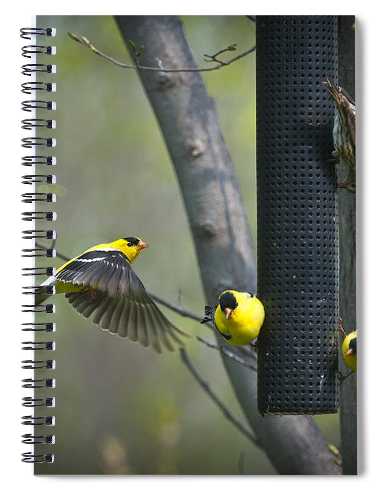 American Spiral Notebook featuring the photograph American Goldfinch by Bill Cubitt