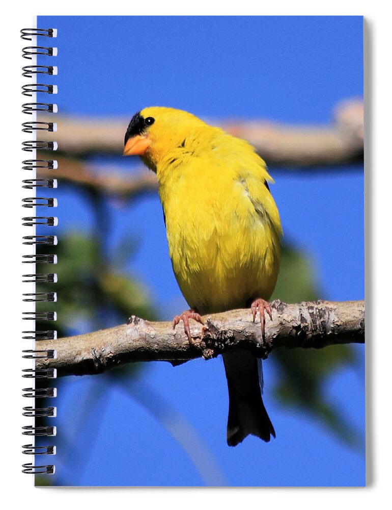 American Goldfinch Spiral Notebook featuring the photograph American Goldfinch by Shane Bechler