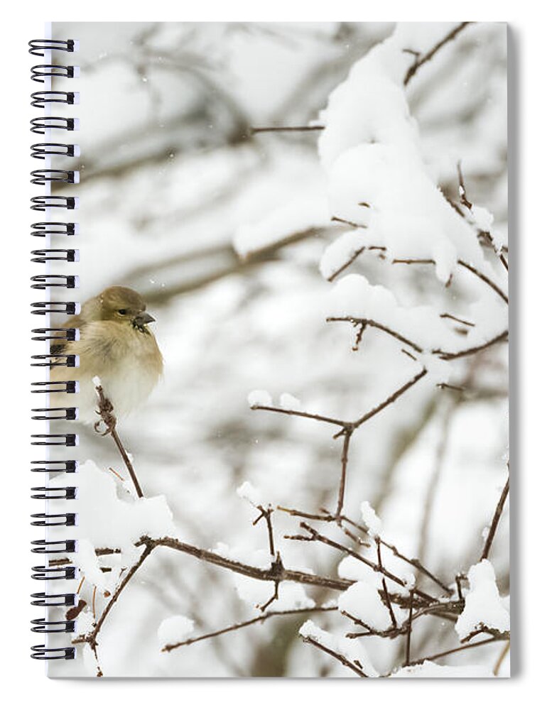 Jan Holden Spiral Notebook featuring the photograph American Goldfinch by Holden The Moment