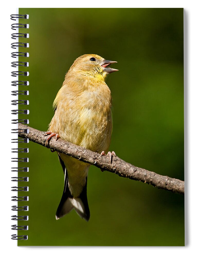 American Goldfinch Spiral Notebook featuring the photograph American Goldfinch Singing by Jeff Goulden