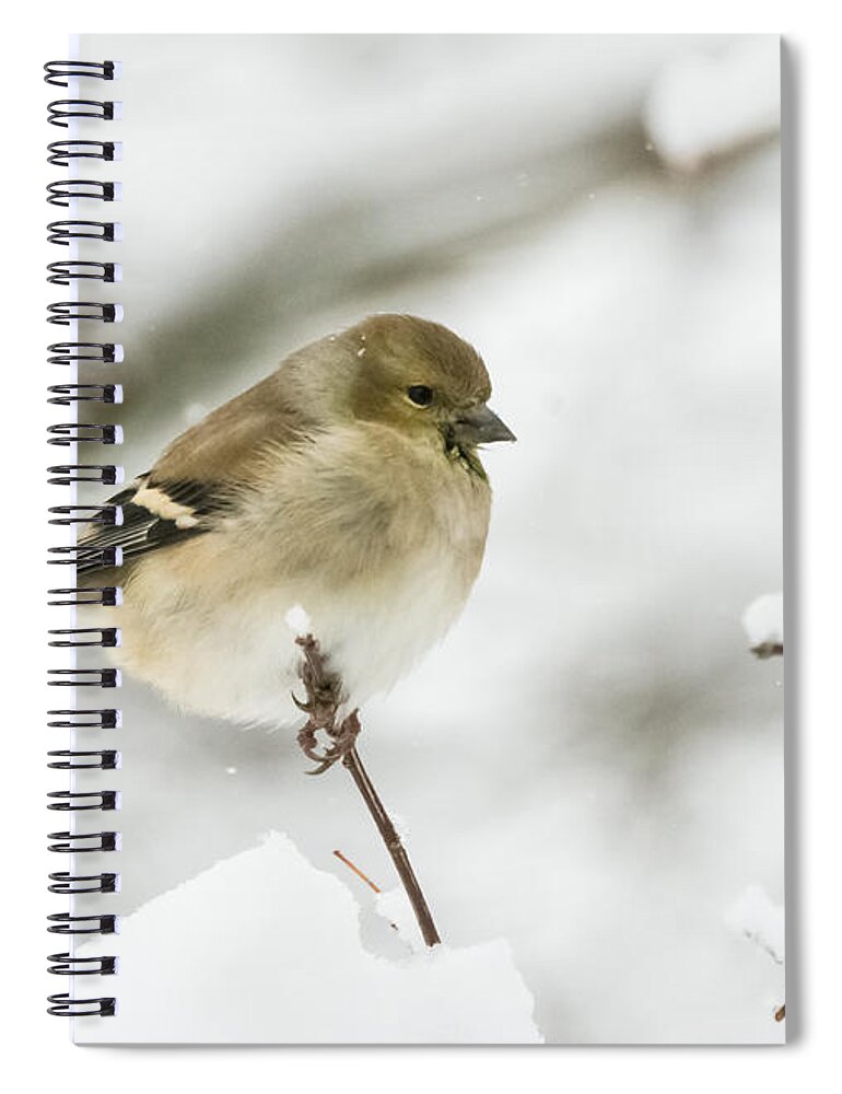 Jan Holden Spiral Notebook featuring the photograph American Goldfinch Up Close by Holden The Moment
