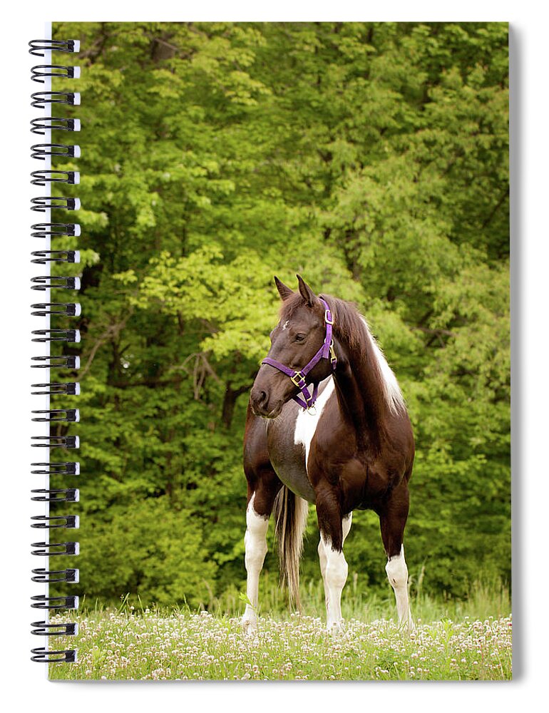 Horse Spiral Notebook featuring the photograph American Paint Horse Standing In Field by Kerri Wile