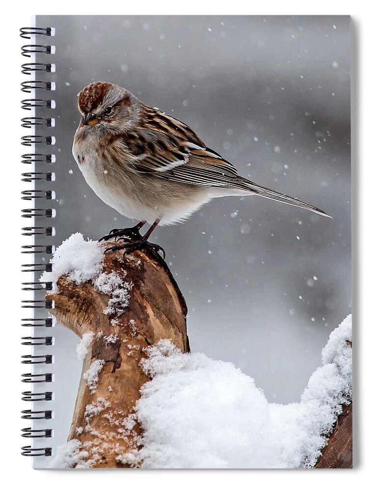 American Tree Sparrow Spiral Notebook featuring the photograph American Tree Sparrow in Snow by Dawn Key