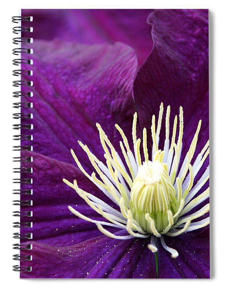 Clematis Spiral Notebook featuring the photograph Amethyst Colored Clematis by Kay Novy