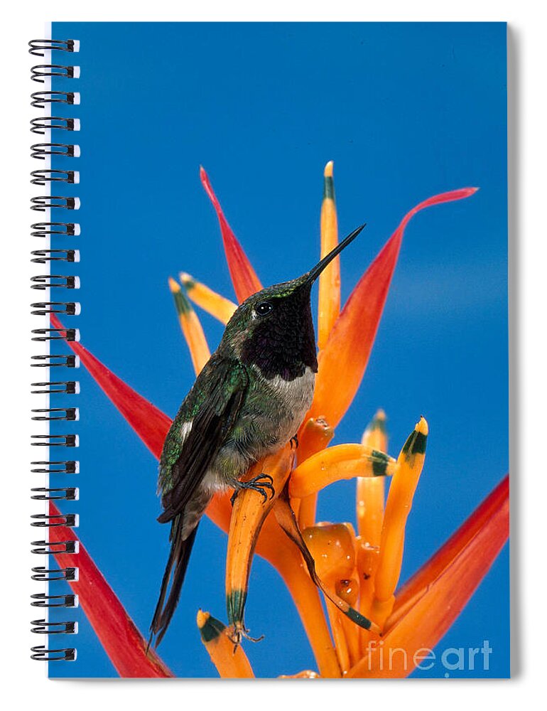 Fauna Spiral Notebook featuring the photograph Amethyst Woodstar Calliphlox Amethystina by Anthony Mercieca
