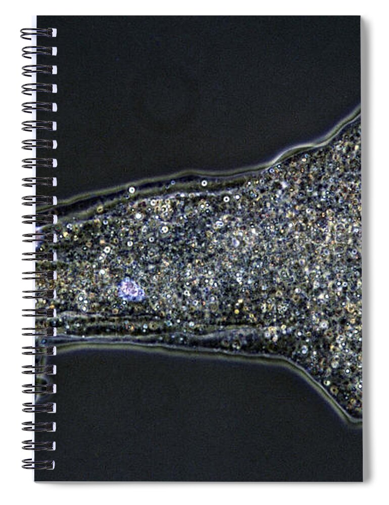 Horizontal Spiral Notebook featuring the photograph Amoeba Proteus by De Agostini Picture Library