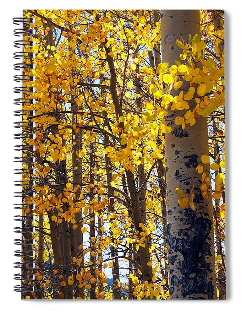 Aspen Spiral Notebook featuring the photograph Among the Aspen Trees in Fall by Amy McDaniel