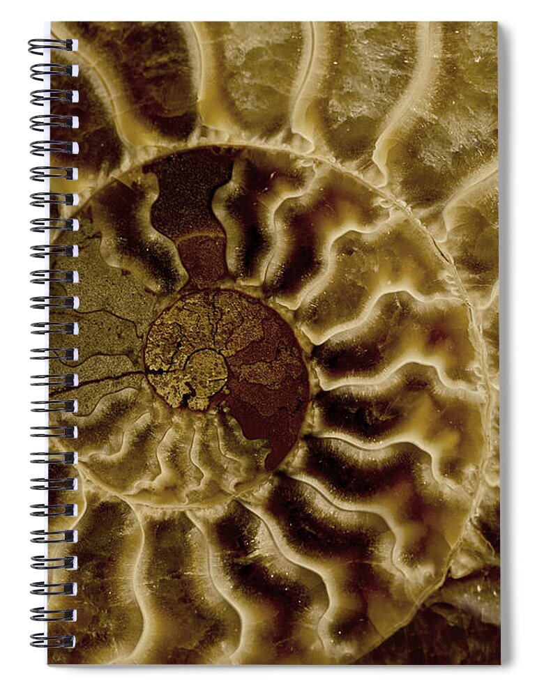 Ammonite Spiral Notebook featuring the photograph An ancient ammonite pattern IV by Jaroslaw Blaminsky