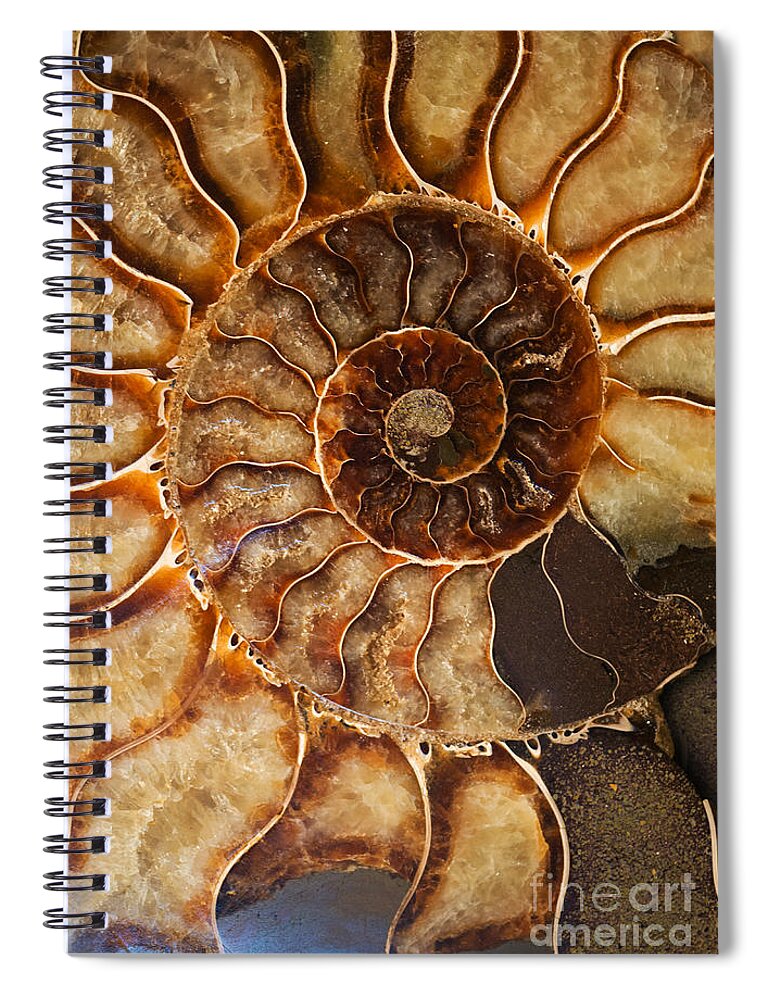 Ammonite Spiral Notebook featuring the photograph An Ancient Treasure II by Jaroslaw Blaminsky