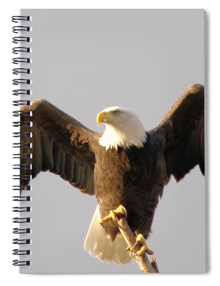 Birds Spiral Notebook featuring the photograph An Eagle Posing by Jeff Swan