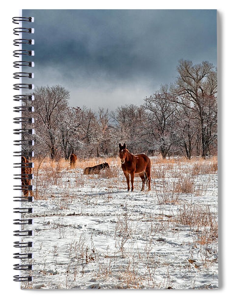 Sky Cloudy Winter Snow California Scenic Landscape Nature eastern Sierra Trees Mountains Mules Horses Field Spiral Notebook featuring the photograph An Early Winter Morning by Cat Connor
